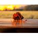 Small orange gift bag with dried herbs sits on a rustic wooden table at sunset, with a blurred field and warm yellow sky in the background.